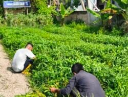 Budidaya Kangkung Warga Binaan Lapas Labuhan Ruku Tembus 150 Kilogram