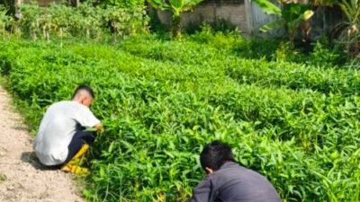 Budidaya Kangkung Warga Binaan Lapas Labuhan Ruku Tembus 150 Kilogram