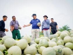 Dari Lahan 2 Hektare, Petani Batubara Panen 25 Ton Melon