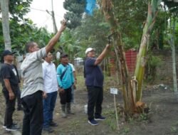 Bupati Asahan Panen Perdana Pisang Kepok Abu Hijau Surya