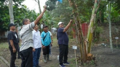 Bupati Asahan Panen Perdana Pisang Kepok Abu Hijau Surya