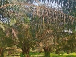 Sawit Negara Dimakan Ulat, Manajemen PTPN IV Kebun Tanah Raja Dinilai Abai