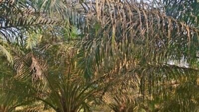 Sawit Negara Dimakan Ulat, Manajemen PTPN IV Kebun Tanah Raja Dinilai Abai